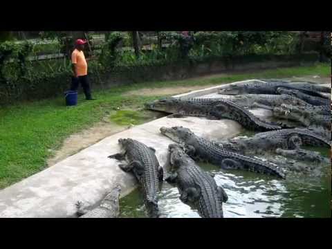 Crocodile Feeding at Langkawi Crocodile Farm