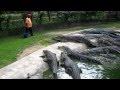 Crocodile Feeding At Langkawi Crocodile Farm