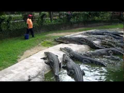 Crocodile Feeding at Langkawi Crocodile Farm Crocodile Feeding at Langkawi Crocodile Farm