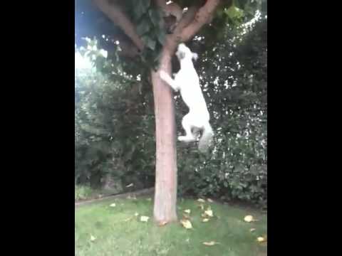 Caemel pirbull vs cats