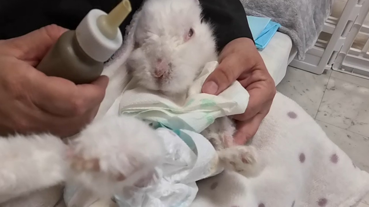 【介護うさぎ】4時間おきのお世話「オムツ替え、流動食、水、運動、マッサージ、毛のお手入れ」