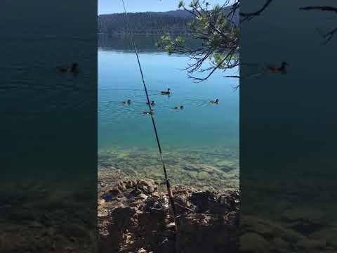 Wildlife on the reservoir.