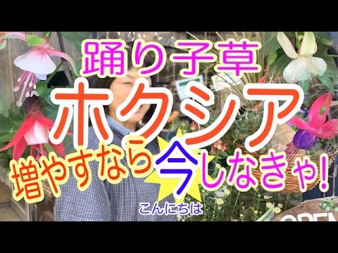 園芸 ロイヤル フクシア