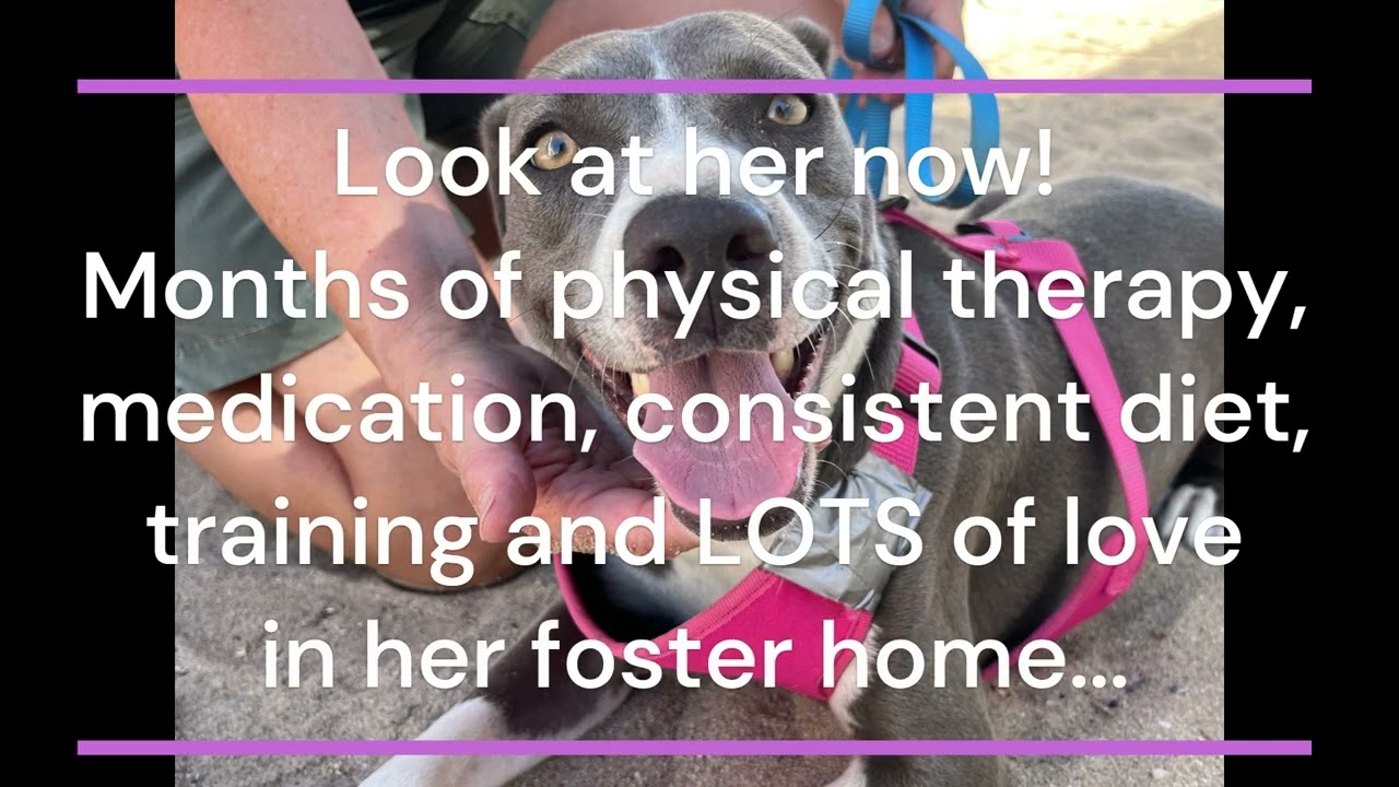 Catarina, a ADOPTABLE mixed breed in Scottsdale, AZ video 2/2