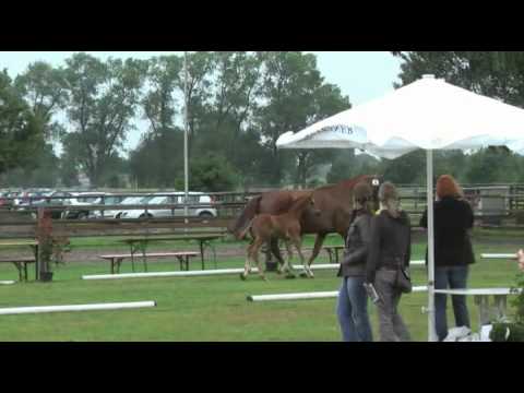 Sudweyher Fohlenschau 2011 - Kat.-Nr. 12: Hengstfohlen v. Royal Classic - Donnerhall - Akzent I