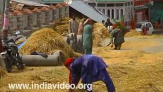 Making hay while the sun shines