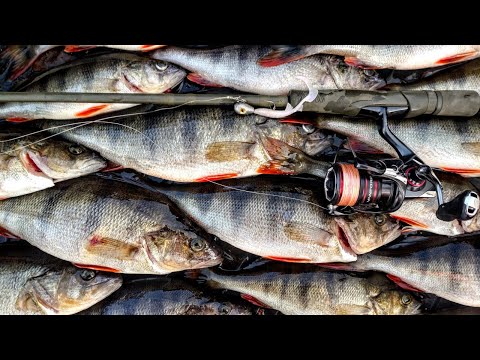 VINTIÖN KANSSA JIGIKALASSA - SYKSYISEN AAMUN AHVENJYTKEET