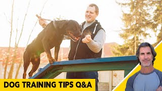 How to SOLVE COMMON DOG TRAINING PROBLEMS