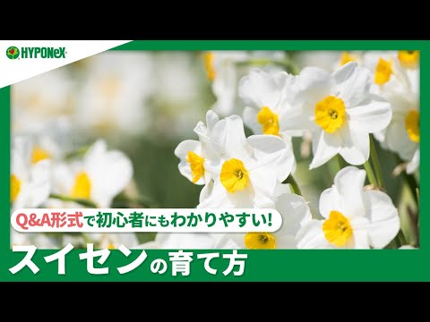 水仙:春の兆しを感じる植え付け時期 植物