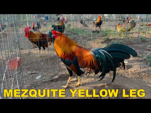 PABLO LOPEZ !! Black Blueface Yellow Leg Albany Sweater MEZQUITE FARM - Beautiful Birds
