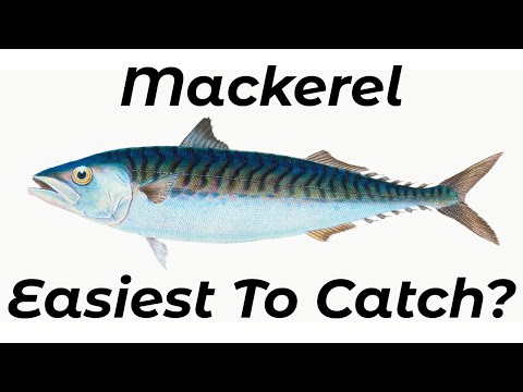 How To Catch Mackerel From Beaches (Shore Fishing UK and Europe) - Beginners And Improvers