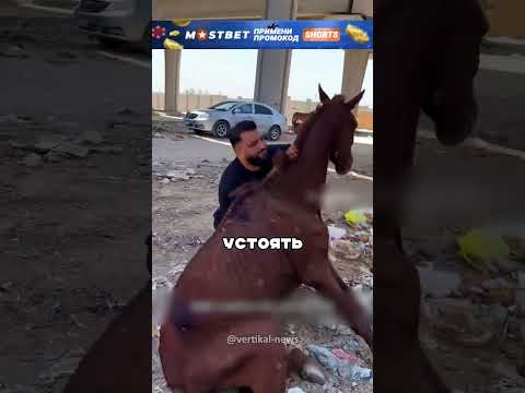 Спасли бесхозных лошадок и отвезли в приют 😮🔥🐎