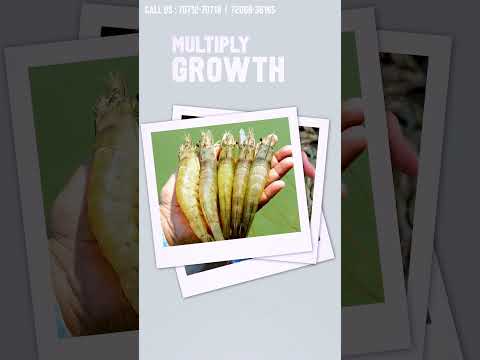 Provet mintroplex gold