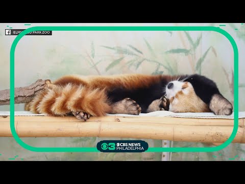 Celebrating National Lazy Day at Elmwood Park Zoo