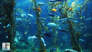 3 HOURS of Relaxing Aquarium Fish, Coral Reef Fish Tank & Relax Music (1080p HD)