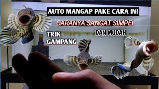 Download lagu TUTORIAL ON HOW TO MAKE CHANNA AURANTI GAPPING & THE RISKS OF DANGEROUS THINGS!! #auranti #channa... mp3