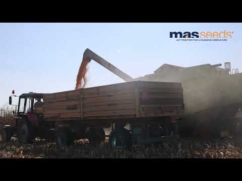 Žetva u Bačkom Gračacu