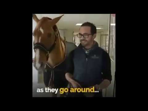 Peyo the Therapy Horse