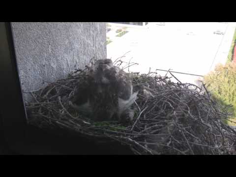 Hatching of the First of Three Baby Red-tailed Hawk