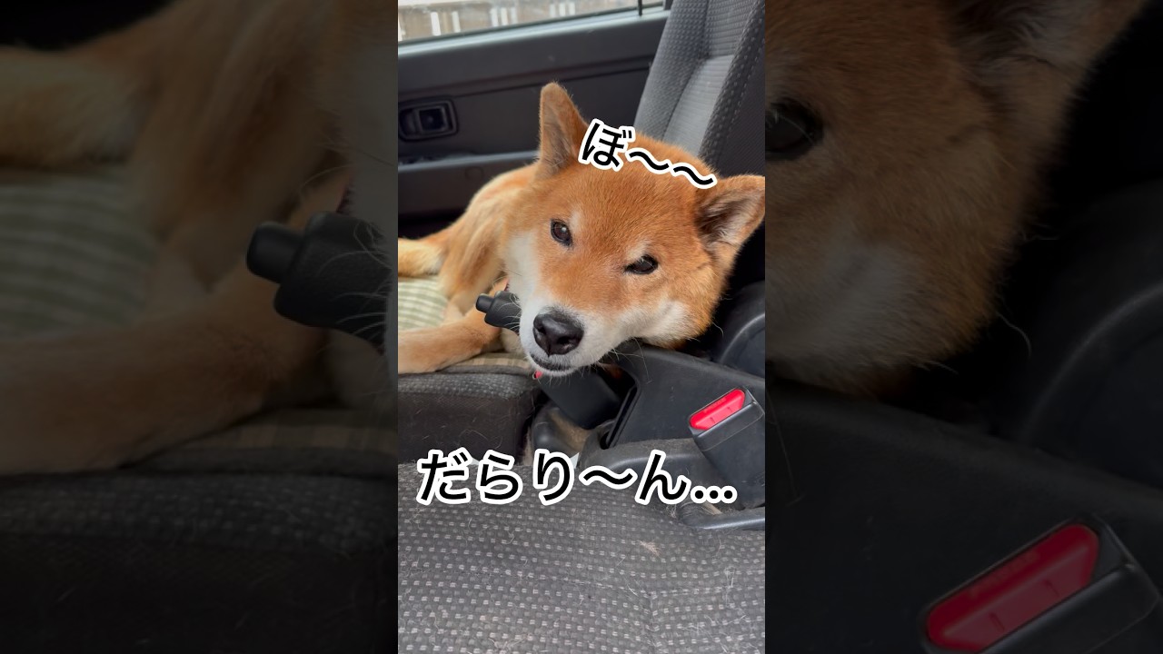 ’26.3.30 力丸の寝方と飲み方が… #柴犬 #shibainu #柴犬のいる暮らし #柴犬の日常 #車中泊犬 #水を飲む犬 #力丸