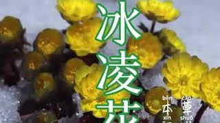 #大自然的馈赠 #植物科普 #我的乡村生活 冰天雪地里盛开的雪莲花，东北野外开花最早的植物，冰凌花，有着极高的药用价值，大家一定要认识一下