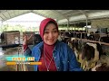 Bahagianya Bunda Iin Di Peternakan Sapi SI OTAN 08 05 23