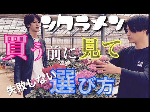 シクラメン・プルプラセンス