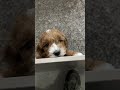 Mini Goldendoodle dogs for sale: Teddy - Video 1