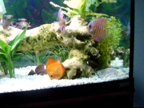 My Discus aquarium
