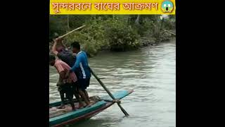 Download lagu Tiger Attack in Sundarban । Viral Video । Sundarban Special #shorts mp3 Download lagu Tiger Attack in Sundarban । Viral Video । Sundarban Special #shorts mp3