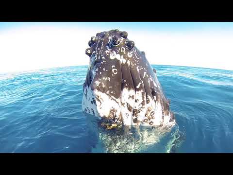 Blue Dolphin Marine Tours