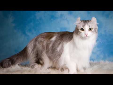 Cat American Curl History.Personality.Coat Color And Grooming