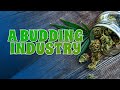 "A Budding Industry" - A News9 Digital Extra