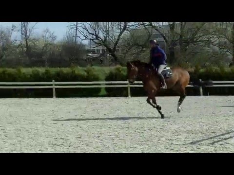 FOR SALE - 11yo. Gelding (Ginus x Le Roi) @ training