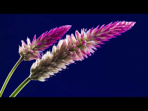 Handel - Floridante: "Ah mia cara, se tu resti infelice"