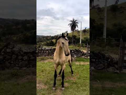 , title : 'cavalo campolina . #agro #vet #haras #edit #caballos #fy #viral  #cavalos #aquitempaixão #ui'