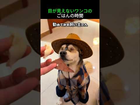 目が見えないワンコのごはんの時間