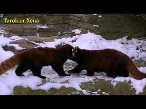 What Sound Does a Red Panda Make?