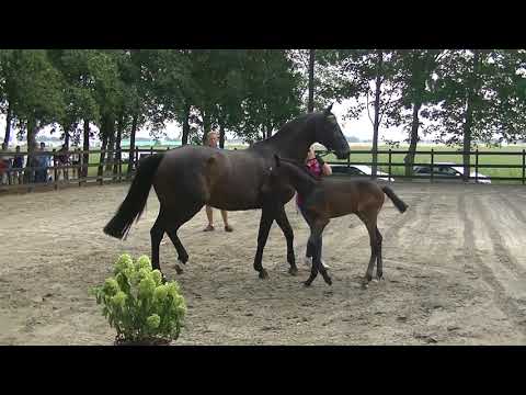 Lehmann *2018 Holsteiner colt by Livello - Lasino - Cassini I