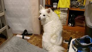 2020/12/19 Can Latte recognize the Ghost???!【アメリカンエスキモードッグ/American Eskimo Dog】