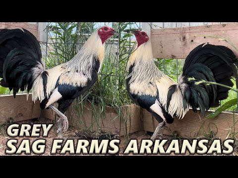 Jerry Gonzalez Clement Grey Asil SAG FARMS In Arkansas | Beautiful Birds