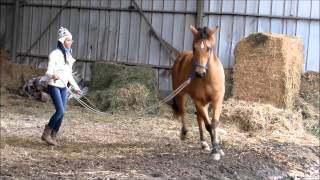 take me home- a story of a girl and a horse