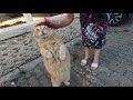 Orange Cat Doesn T Let Me Go By Holding With Her Paw