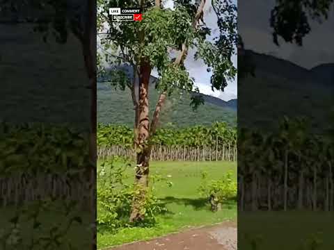 Beauty of nature ❤ #shorts #nature