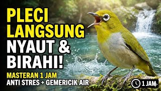 Download lagu MASTERAN PLECI 1 JAM — Suara Jernih Bikin Cepat Gacor & Ngeplong! mp3