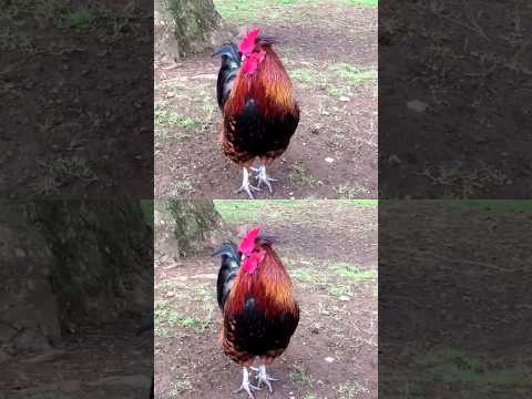 Big roosters crowing in the morning on a farm # rooster crowing # rooster crowing sounds