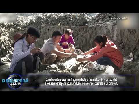 Scheletul unei balene, din urma cu cel putin 3.000 de ani, a fost descoperit in Thailanda