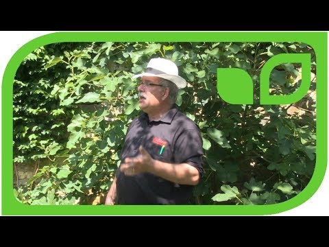 Über die Winterhärte und das Zurückfrieren der Feigen