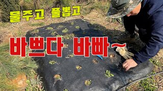 농장노가다-바쁘다 바빠