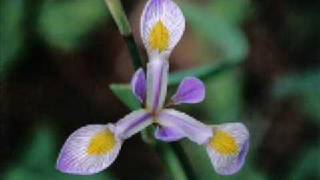 Download lagu Endang S. Taurina - antara benci dan rindu mp3